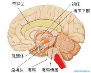 脳の画像